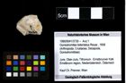 Foto (Objekt + Etiketten) von Goniodromites bidentatus (Reuss, 1858) 